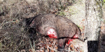 PACMA condena el horror que tuvieron que vivir los vecinos de Uceda en una montería organizada junto a sus viviendas