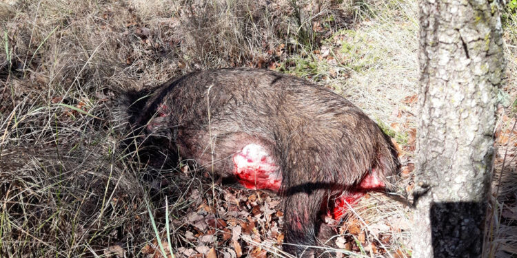 PACMA condena el horror que tuvieron que vivir los vecinos de Uceda en una montería organizada junto a sus viviendas