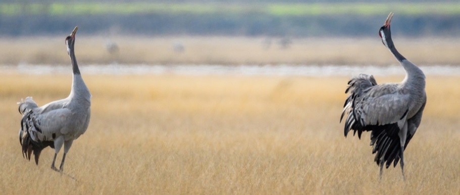 VI Edición de Humedales de La Mancha en la Laguna El Hito