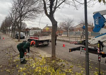 La campaña de poda de Azuqueca de Henares alcanzará a más de 1.000 árboles esta temporada