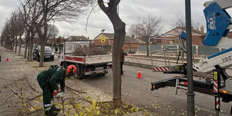 La campaña de poda de Azuqueca de Henares alcanzará a más de 1.000 árboles esta temporada 1 trabajos poda 1