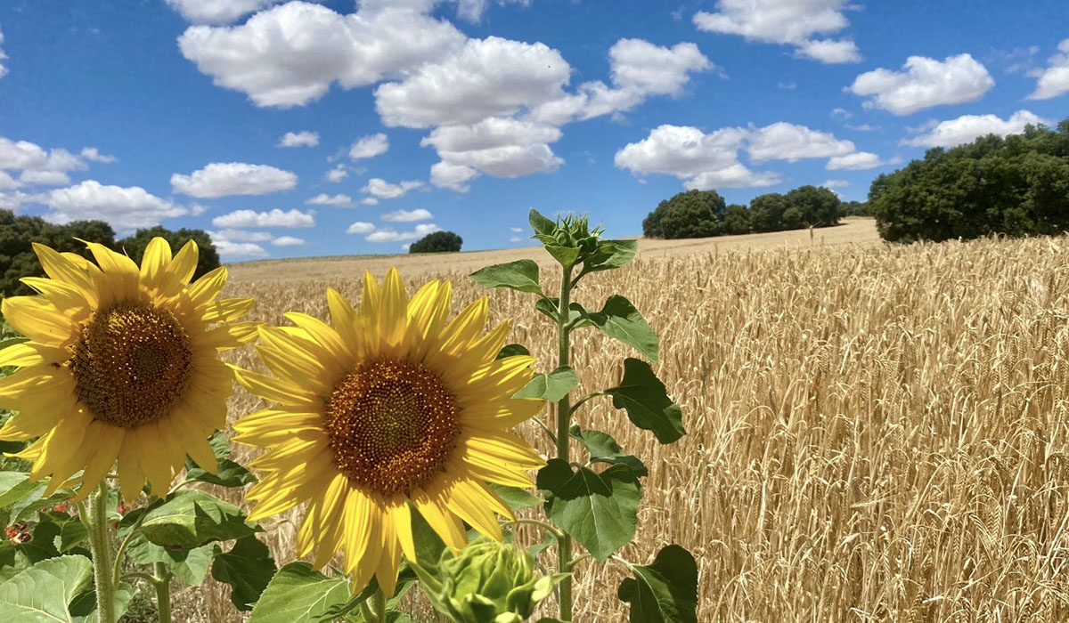 Caminar por Cuenca 2 Caminar por Cuenca