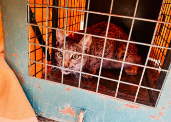 Cuenca ya tiene 18 linces ibéricos tres nuevos ejemplares se sueltan en Las Pedroñeras y La Alberca de Záncara