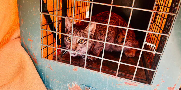 Cuenca ya tiene 18 linces ibéricos tres nuevos ejemplares se sueltan en Las Pedroñeras y La Alberca de Záncara