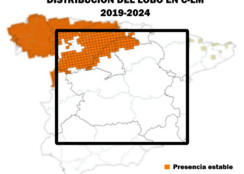 El Fondo para la Protección del Lobo Ibérico y Ecologistas en Acción de Castilla-La Mancha han presentado un requerimiento formal ante la Consejería de Desarrollo Sostenible exigiendo la aprobación urgente de un Plan de Recuperación del lobo ibérico. Las entidades otorgan un plazo máximo de tres meses a la administración autonómica para tramitar este documento normativo. De no recibir una respuesta firme y ejecutiva en este periodo, las organizaciones ambientalistas advierten que elevarán el caso a la vía judicial. La exigencia responde al incumplimiento prolongado de la Ley autonómica 9/1999 de Conservación de la Naturaleza. Esta legislación autonómica, junto con la normativa estatal, obliga a redactar y ejecutar planes de gestión específicos para aquellas especies catalogadas en peligro de extinción. El lobo ibérico ostenta esta categoría máxima de protección en el Catálogo Regional de Castilla-La Mancha desde el año 1998. El portavoz de Ecologistas en Acción en la región, Miguel Ángel Hernández, subraya que el mal estado de conservación del cánido requiere medidas transparentes y dotación real de recursos tras casi tres décadas de inactividad administrativa. Por su parte, el equipo jurídico de las organizaciones recuerda que el Gobierno regional carece de discrecionalidad para decidir si redacta o no este plan. La abogada ambientalista Sara Gonzalez detalla que se trata de una obligación legal directa del ordenamiento jurídico español y autonómico. Según la letrada, la paralización de la Junta en esta materia constituye una vulneración evidente del principio de legalidad ambiental. La recolonización estancada en Guadalajara Durante el último año, el archivo histórico de Liberal de Castilla ha documentado los distintos episodios sobre la presencia y el asentamiento del lobo en la provincia de Guadalajara, territorio que se ha convertido en la principal vía de recolonización natural de la especie. Sin embargo, Ernesto Díaz, representante del Fondo Lobo, precisa que esta expansión biológica se encuentra estancada desde hace años y la población no logra progresar hacia otros territorios. Mientras se registran avistamientos puntuales y esporádicos en la provincia de Toledo, el animal ha desaparecido por completo de sus antiguos dominios en Sierra Morena y los Montes de Toledo. El retorno del lobo a ciertas comarcas guadalajareñas por sus propios medios no exime a la Junta de Comunidades de sus responsabilidades legales para garantizar su viabilidad a largo plazo. Las organizaciones inciden en que la simple catalogación en un papel no es un adorno institucional, sino un mandato que exige intervenciones concretas sobre el territorio. Sin este instrumento de gestión, resulta imposible consolidar el papel del depredador como regulador natural de las poblaciones de ungulados silvestres, un desequilibrio que actualmente obliga a la administración a gastar numerosos recursos públicos. Coexistencia con la ganadería local La falta de este marco regulador paraliza también las soluciones directas para los habitantes del medio rural. El seguimiento informativo de este diario refleja cómo la convivencia entre el lobo y la ganadería extensiva en zonas como la Sierra Norte de Guadalajara genera episodios de tensión que requieren una respuesta institucional planificada. La aprobación definitiva del Plan de Recuperación cambiaría este escenario de incertidumbre económica para el sector primario. El documento permitiría implementar de forma estructurada medidas preventivas en las explotaciones ganaderas para evitar daños. Asimismo, dotaría a la administración de un mecanismo legal para agilizar el pago de indemnizaciones ante los ataques que puedan sufrir los rebaños. Las entidades impulsoras del requerimiento insisten en que estas herramientas son ineludibles para tender puentes reales hacia la coexistencia, protegiendo tanto la economía de los ganaderos locales como la función ecológica irremplazable de la especie.
