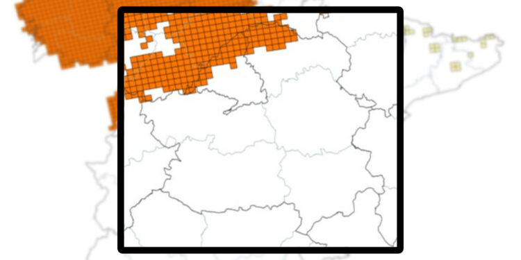 El futuro del lobo ibérico en Guadalajara: ultimátum de tres meses a la Junta para evitar los tribunales 1 El Fondo para la Protección del Lobo Ibérico y Ecologistas en Acción de Castilla-La Mancha han presentado un requerimiento formal ante la Consejería de Desarrollo Sostenible exigiendo la aprobación urgente de un Plan de Recuperación del lobo ibérico. Las entidades otorgan un plazo máximo de tres meses a la administración autonómica para tramitar este documento normativo. De no recibir una respuesta firme y ejecutiva en este periodo, las organizaciones ambientalistas advierten que elevarán el caso a la vía judicial. La exigencia responde al incumplimiento prolongado de la Ley autonómica 9/1999 de Conservación de la Naturaleza. Esta legislación autonómica, junto con la normativa estatal, obliga a redactar y ejecutar planes de gestión específicos para aquellas especies catalogadas en peligro de extinción. El lobo ibérico ostenta esta categoría máxima de protección en el Catálogo Regional de Castilla-La Mancha desde el año 1998. El portavoz de Ecologistas en Acción en la región, Miguel Ángel Hernández, subraya que el mal estado de conservación del cánido requiere medidas transparentes y dotación real de recursos tras casi tres décadas de inactividad administrativa. Por su parte, el equipo jurídico de las organizaciones recuerda que el Gobierno regional carece de discrecionalidad para decidir si redacta o no este plan. La abogada ambientalista Sara Gonzalez detalla que se trata de una obligación legal directa del ordenamiento jurídico español y autonómico. Según la letrada, la paralización de la Junta en esta materia constituye una vulneración evidente del principio de legalidad ambiental. La recolonización estancada en Guadalajara Durante el último año, el archivo histórico de Liberal de Castilla ha documentado los distintos episodios sobre la presencia y el asentamiento del lobo en la provincia de Guadalajara, territorio que se ha convertido en la principal vía de recolonización natural de la especie. Sin embargo, Ernesto Díaz, representante del Fondo Lobo, precisa que esta expansión biológica se encuentra estancada desde hace años y la población no logra progresar hacia otros territorios. Mientras se registran avistamientos puntuales y esporádicos en la provincia de Toledo, el animal ha desaparecido por completo de sus antiguos dominios en Sierra Morena y los Montes de Toledo. El retorno del lobo a ciertas comarcas guadalajareñas por sus propios medios no exime a la Junta de Comunidades de sus responsabilidades legales para garantizar su viabilidad a largo plazo. Las organizaciones inciden en que la simple catalogación en un papel no es un adorno institucional, sino un mandato que exige intervenciones concretas sobre el territorio. Sin este instrumento de gestión, resulta imposible consolidar el papel del depredador como regulador natural de las poblaciones de ungulados silvestres, un desequilibrio que actualmente obliga a la administración a gastar numerosos recursos públicos. Coexistencia con la ganadería local La falta de este marco regulador paraliza también las soluciones directas para los habitantes del medio rural. El seguimiento informativo de este diario refleja cómo la convivencia entre el lobo y la ganadería extensiva en zonas como la Sierra Norte de Guadalajara genera episodios de tensión que requieren una respuesta institucional planificada. La aprobación definitiva del Plan de Recuperación cambiaría este escenario de incertidumbre económica para el sector primario. El documento permitiría implementar de forma estructurada medidas preventivas en las explotaciones ganaderas para evitar daños. Asimismo, dotaría a la administración de un mecanismo legal para agilizar el pago de indemnizaciones ante los ataques que puedan sufrir los rebaños. Las entidades impulsoras del requerimiento insisten en que estas herramientas son ineludibles para tender puentes reales hacia la coexistencia, protegiendo tanto la economía de los ganaderos locales como la función ecológica irremplazable de la especie.