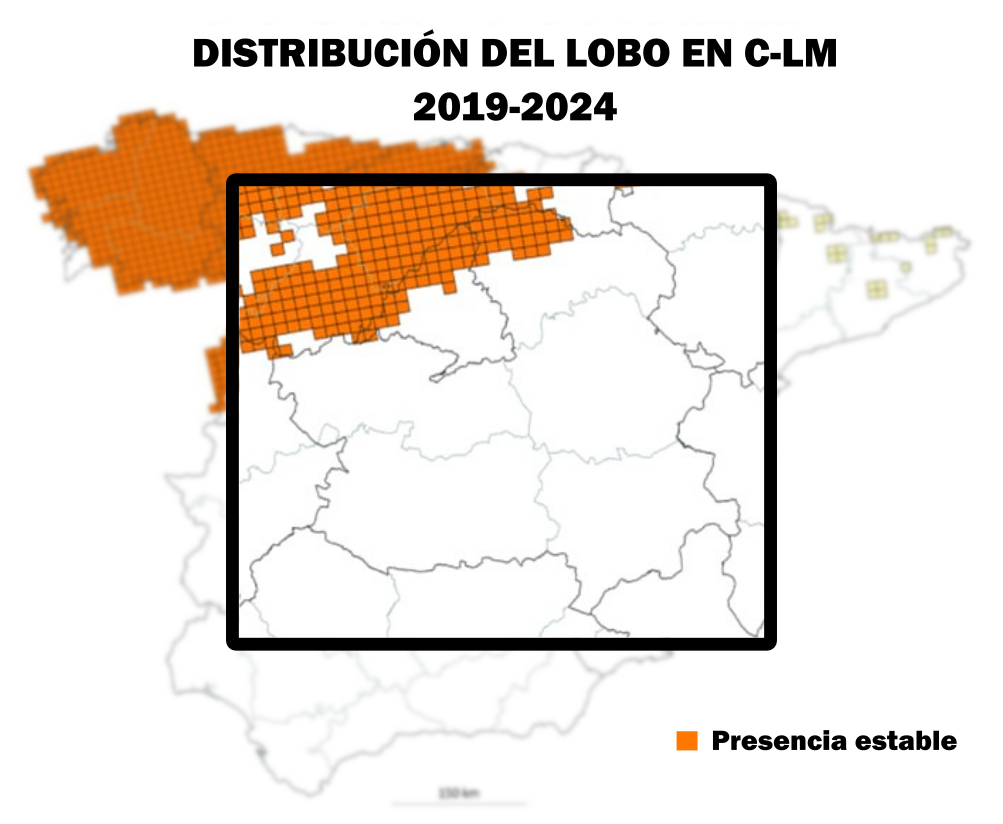 El futuro del lobo ibérico en Guadalajara: ultimátum de tres meses a la Junta para evitar los tribunales 2 El Fondo para la Protección del Lobo Ibérico y Ecologistas en Acción de Castilla-La Mancha han presentado un requerimiento formal ante la Consejería de Desarrollo Sostenible exigiendo la aprobación urgente de un Plan de Recuperación del lobo ibérico. Las entidades otorgan un plazo máximo de tres meses a la administración autonómica para tramitar este documento normativo. De no recibir una respuesta firme y ejecutiva en este periodo, las organizaciones ambientalistas advierten que elevarán el caso a la vía judicial. La exigencia responde al incumplimiento prolongado de la Ley autonómica 9/1999 de Conservación de la Naturaleza.Esta legislación autonómica, junto con la normativa estatal, obliga a redactar y ejecutar planes de gestión específicos para aquellas especies catalogadas en peligro de extinción. El lobo ibérico ostenta esta categoría máxima de protección en el Catálogo Regional de Castilla-La Mancha desde el año 1998. El portavoz de Ecologistas en Acción en la región, Miguel Ángel Hernández, subraya que el mal estado de conservación del cánido requiere medidas transparentes y dotación real de recursos tras casi tres décadas de inactividad administrativa.Por su parte, el equipo jurídico de las organizaciones recuerda que el Gobierno regional carece de discrecionalidad para decidir si redacta o no este plan. La abogada ambientalista Sara Gonzalez detalla que se trata de una obligación legal directa del ordenamiento jurídico español y autonómico. Según la letrada, la paralización de la Junta en esta materia constituye una vulneración evidente del principio de legalidad ambiental.La recolonización estancada en Guadalajara
Durante el último año, el archivo histórico de Liberal de Castilla ha documentado los distintos episodios sobre la presencia y el asentamiento del lobo en la provincia de Guadalajara, territorio que se ha convertido en la principal vía de recolonización natural de la especie. Sin embargo, Ernesto Díaz, representante del Fondo Lobo, precisa que esta expansión biológica se encuentra estancada desde hace años y la población no logra progresar hacia otros territorios. Mientras se registran avistamientos puntuales y esporádicos en la provincia de Toledo, el animal ha desaparecido por completo de sus antiguos dominios en Sierra Morena y los Montes de Toledo.El retorno del lobo a ciertas comarcas guadalajareñas por sus propios medios no exime a la Junta de Comunidades de sus responsabilidades legales para garantizar su viabilidad a largo plazo. Las organizaciones inciden en que la simple catalogación en un papel no es un adorno institucional, sino un mandato que exige intervenciones concretas sobre el territorio. Sin este instrumento de gestión, resulta imposible consolidar el papel del depredador como regulador natural de las poblaciones de ungulados silvestres, un desequilibrio que actualmente obliga a la administración a gastar numerosos recursos públicos.Coexistencia con la ganadería local
La falta de este marco regulador paraliza también las soluciones directas para los habitantes del medio rural. El seguimiento informativo de este diario refleja cómo la convivencia entre el lobo y la ganadería extensiva en zonas como la Sierra Norte de Guadalajara genera episodios de tensión que requieren una respuesta institucional planificada. La aprobación definitiva del Plan de Recuperación cambiaría este escenario de incertidumbre económica para el sector primario.El documento permitiría implementar de forma estructurada medidas preventivas en las explotaciones ganaderas para evitar daños. Asimismo, dotaría a la administración de un mecanismo legal para agilizar el pago de indemnizaciones ante los ataques que puedan sufrir los rebaños. Las entidades impulsoras del requerimiento insisten en que estas herramientas son ineludibles para tender puentes reales hacia la coexistencia, protegiendo tanto la economía de los ganaderos locales como la función ecológica irremplazable de la especie.