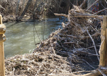 El PSOE pregunta a Guarinos cuándo tiene previsto limpiar el Henares, con miradores rotos y lleno de residuos, o ¿esperará a otra crecida