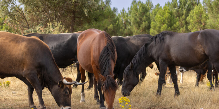 El World Rewilding Day celebra la renaturalización como un motor de futuro para la naturaleza y para las personas