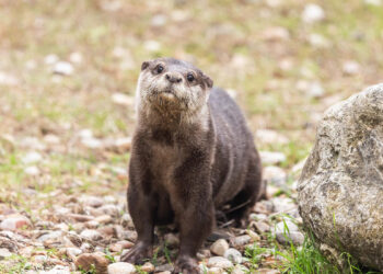 El Zoo de Guadalajara presenta a su nueva nutria y estrena una escultura junto al recinto
