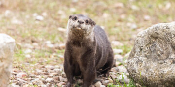 El Zoo de Guadalajara presenta a su nueva nutria y estrena una escultura junto al recinto
