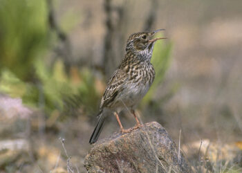 El plan para salvar a la alondra ricot en Castilla-La Mancha descubre si tu municipio es 'zona crítica'