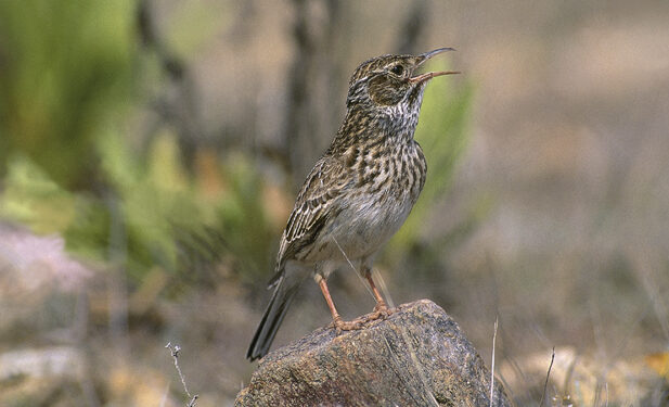 El plan para salvar a la alondra ricot en Castilla-La Mancha descubre si tu municipio es 'zona crítica'