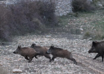 El sector cinegético alerta de que el retraso en la lucha contra la Peste Porcina Africana está poniendo en riesgo el futuro del campo español