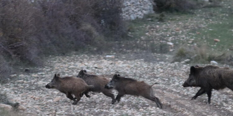 El sector cinegético alerta de que el retraso en la lucha contra la Peste Porcina Africana está poniendo en riesgo el futuro del campo español 1 El sector cinegético alerta de que el retraso en la lucha contra la Peste Porcina Africana está poniendo en riesgo el futuro del campo español