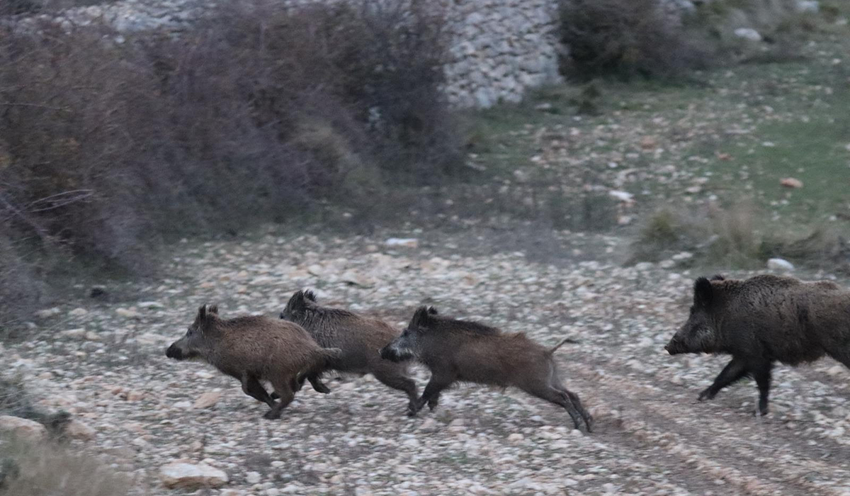 El sector cinegético alerta de que el retraso en la lucha contra la Peste Porcina Africana está poniendo en riesgo el futuro del campo español 2 El sector cinegético alerta de que el retraso en la lucha contra la Peste Porcina Africana está poniendo en riesgo el futuro del campo español