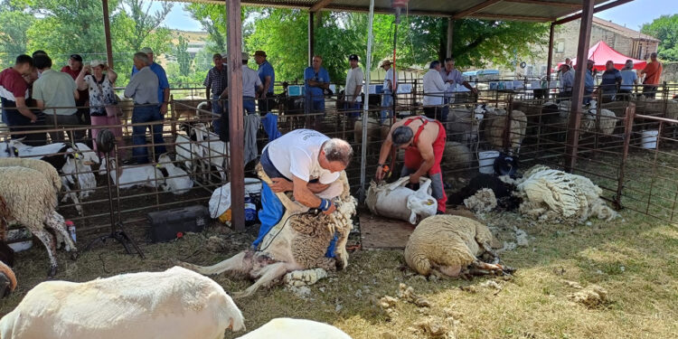 La Diputación de Guadalajara convoca ayudas para organizar ferias tradicionales que den visibilidad al sector primario 1 La Diputación de Guadalajara convoca ayudas para organizar ferias tradicionales que den visibilidad al sector primario
