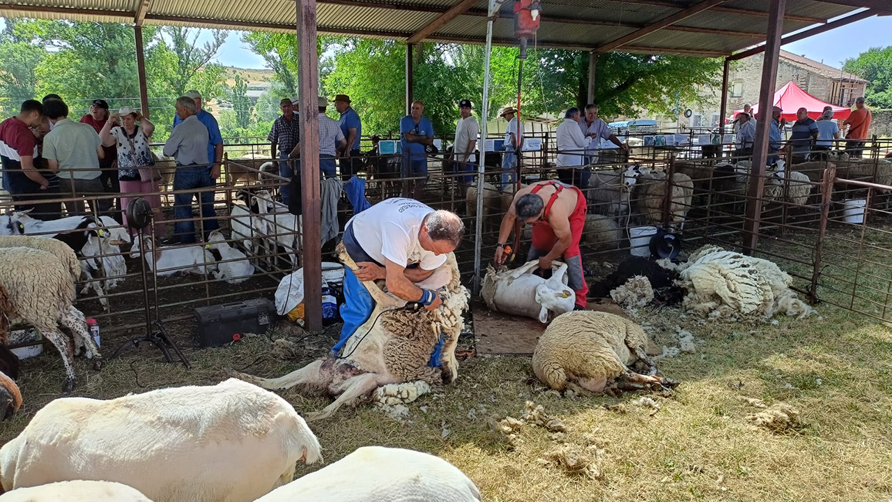 La Diputación de Guadalajara convoca ayudas para organizar ferias tradicionales que den visibilidad al sector primario 2 La Diputación de Guadalajara convoca ayudas para organizar ferias tradicionales que den visibilidad al sector primario