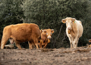 La Diputación de Guadalajara lanzará una nueva convocatoria de ayudas para la adquisición de collares de “vallado virtual” dotada con 300.000 euros