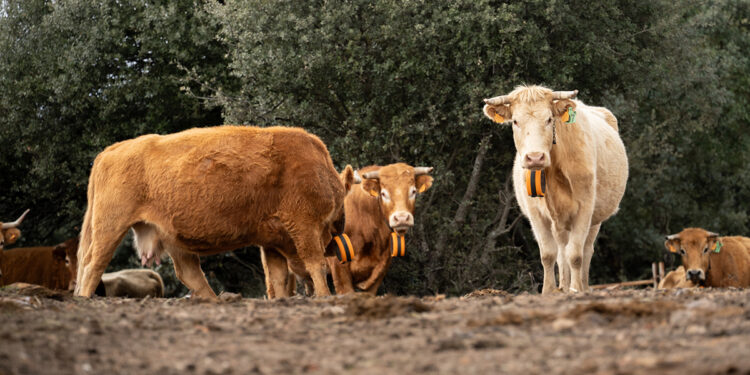 La Diputación de Guadalajara lanzará una nueva convocatoria de ayudas para la adquisición de collares de “vallado virtual” dotada con 300.000 euros