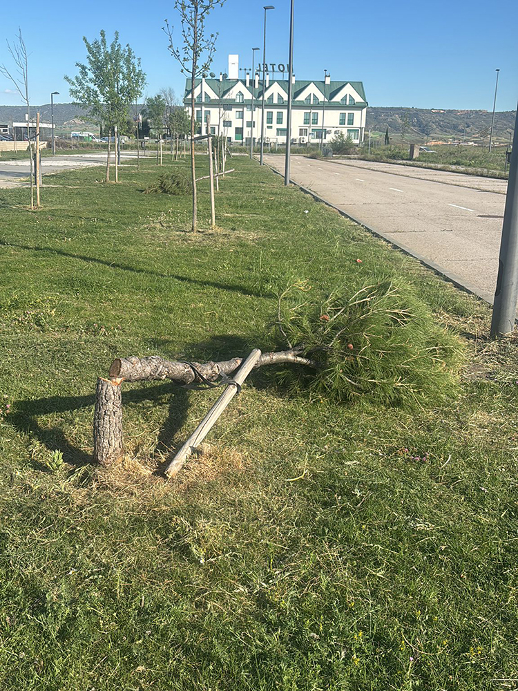 El Ayuntamiento de Azuqueca denuncia la “brutal tala” de 35 pinos en una zona verde frente a la piscina climatizada