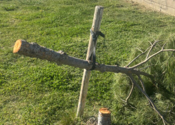 El Ayuntamiento de Azuqueca denuncia la “brutal tala” de 35 pinos en una zona verde frente a la piscina climatizada