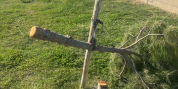 El Ayuntamiento de Azuqueca denuncia la “brutal tala” de 35 pinos en una zona verde frente a la piscina climatizada