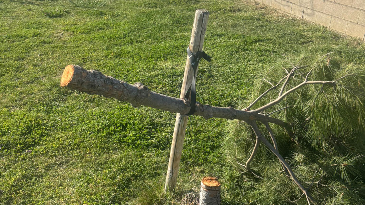 El Ayuntamiento de Azuqueca denuncia la “brutal tala” de 35 pinos en una zona verde frente a la piscina climatizada
