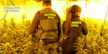 La Guardia Civil desarticula dos plantaciones de marihuana “indoor” de cultivo intensivo en Enguídanos