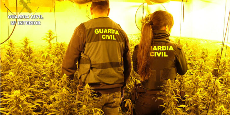 La Guardia Civil desarticula dos plantaciones de marihuana indoor de cultivo intensivo en Enguidanos