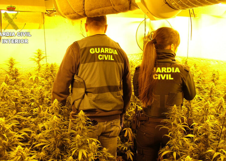 La Guardia Civil desarticula dos plantaciones de marihuana “indoor” de cultivo intensivo en Enguídanos