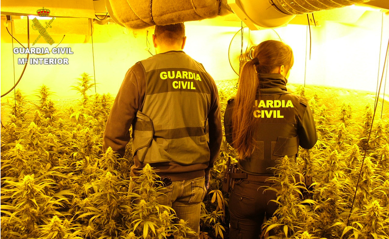 La Guardia Civil desarticula dos plantaciones de marihuana “indoor” de cultivo intensivo en Enguídanos