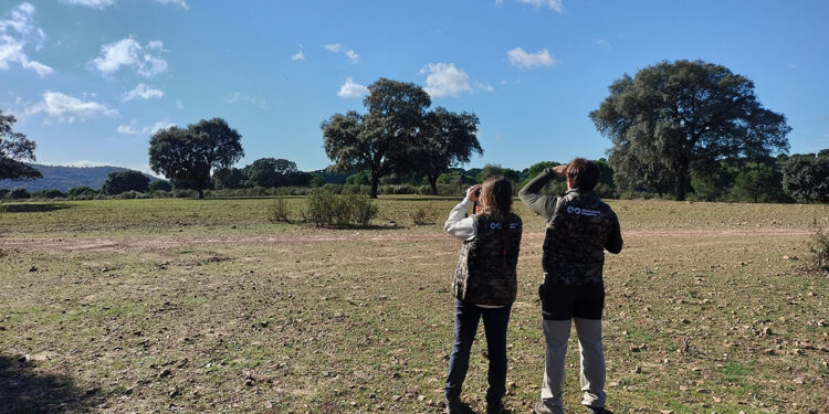 Nueva campaña de censos de tórtola y codorniz en el Observatorio Cinegético