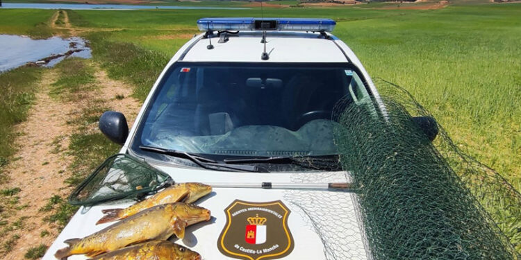 Pillado pescando con malla metálica durante el desove de la carpa en Cuenca los Agentes Medioambientales formulan denuncia