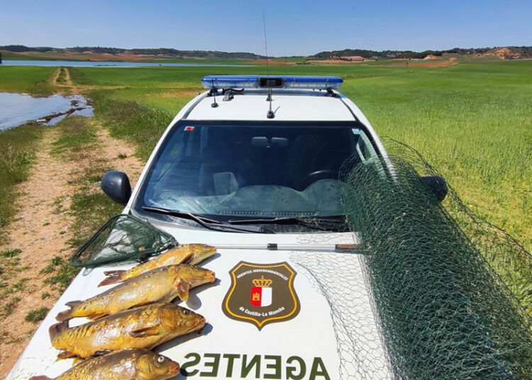 Pillado pescando con malla metálica durante el desove de la carpa en Cuenca los Agentes Medioambientales formulan denuncia