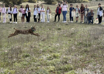 ‘West’ y ‘Win’ ya corren por La Veguilla Cuenca se afianza como refugio del lince con indicios de las primeras crías