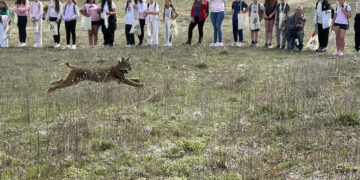 ‘West’ y ‘Win’ ya corren por La Veguilla Cuenca se afianza como refugio del lince con indicios de las primeras crías