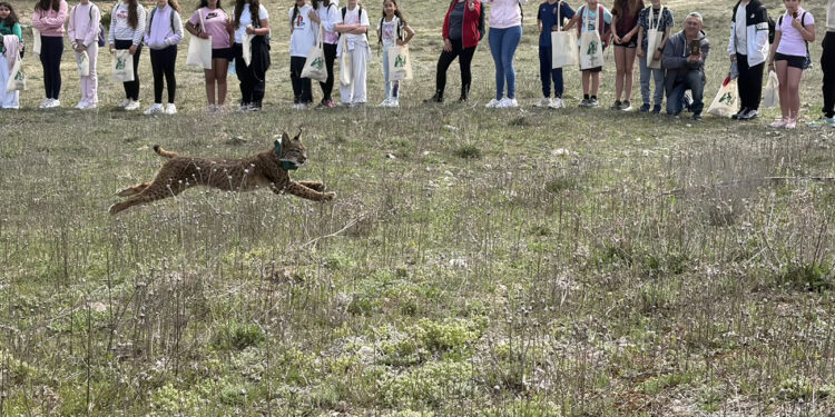 ‘West’ y ‘Win’ ya corren por La Veguilla Cuenca se afianza como refugio del lince con indicios de las primeras crías