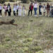 ‘West’ y ‘Win’ ya corren por La Veguilla Cuenca se afianza como refugio del lince con indicios de las primeras crías