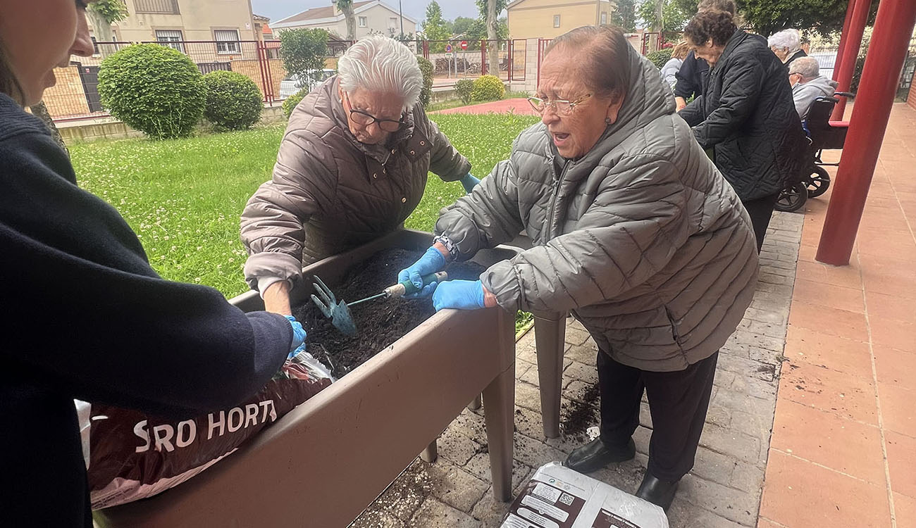 Arranca la cuarta temporada del huerto del Centro de Mayores de Cabanillas