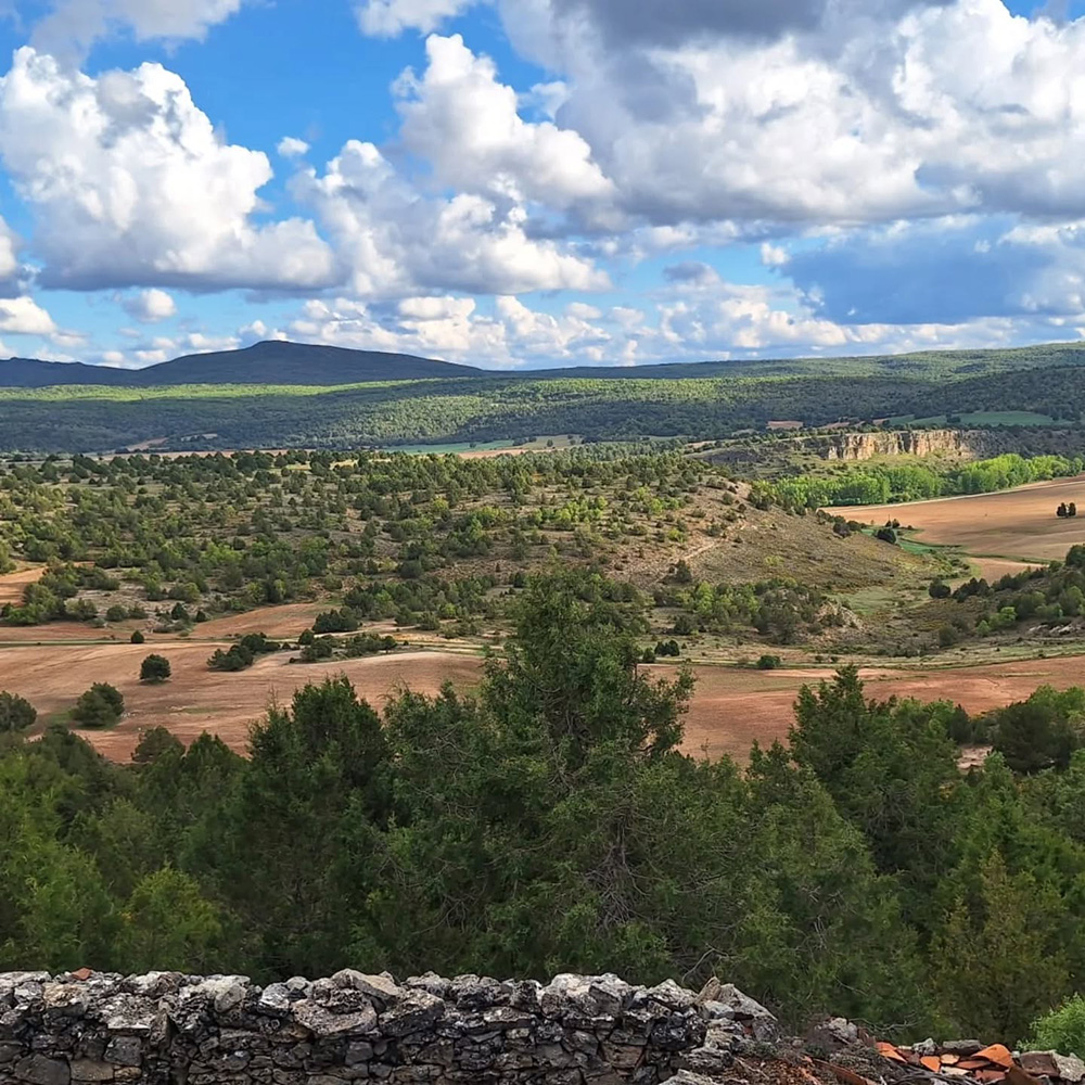 El blindaje de la alondra ricotí pone en jaque las macrogranjas proyectadas en Maranchón 2 El blindaje de la alondra ricotí pone en jaque las macrogranjas proyectadas en Maranchón