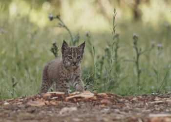 El regreso del lince ibérico cómo los cazadores cambiaron la historia