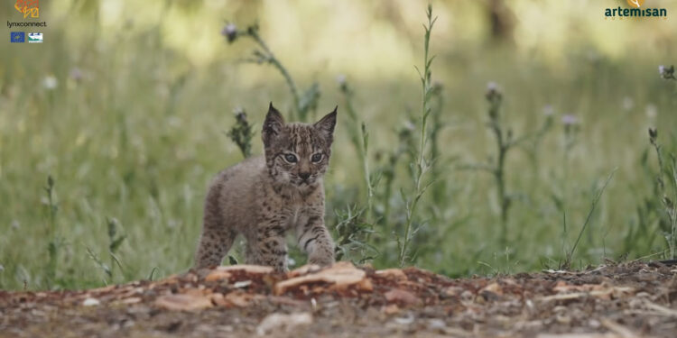 El regreso del lince ibérico cómo los cazadores cambiaron la historia