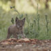 El regreso del lince ibérico cómo los cazadores cambiaron la historia