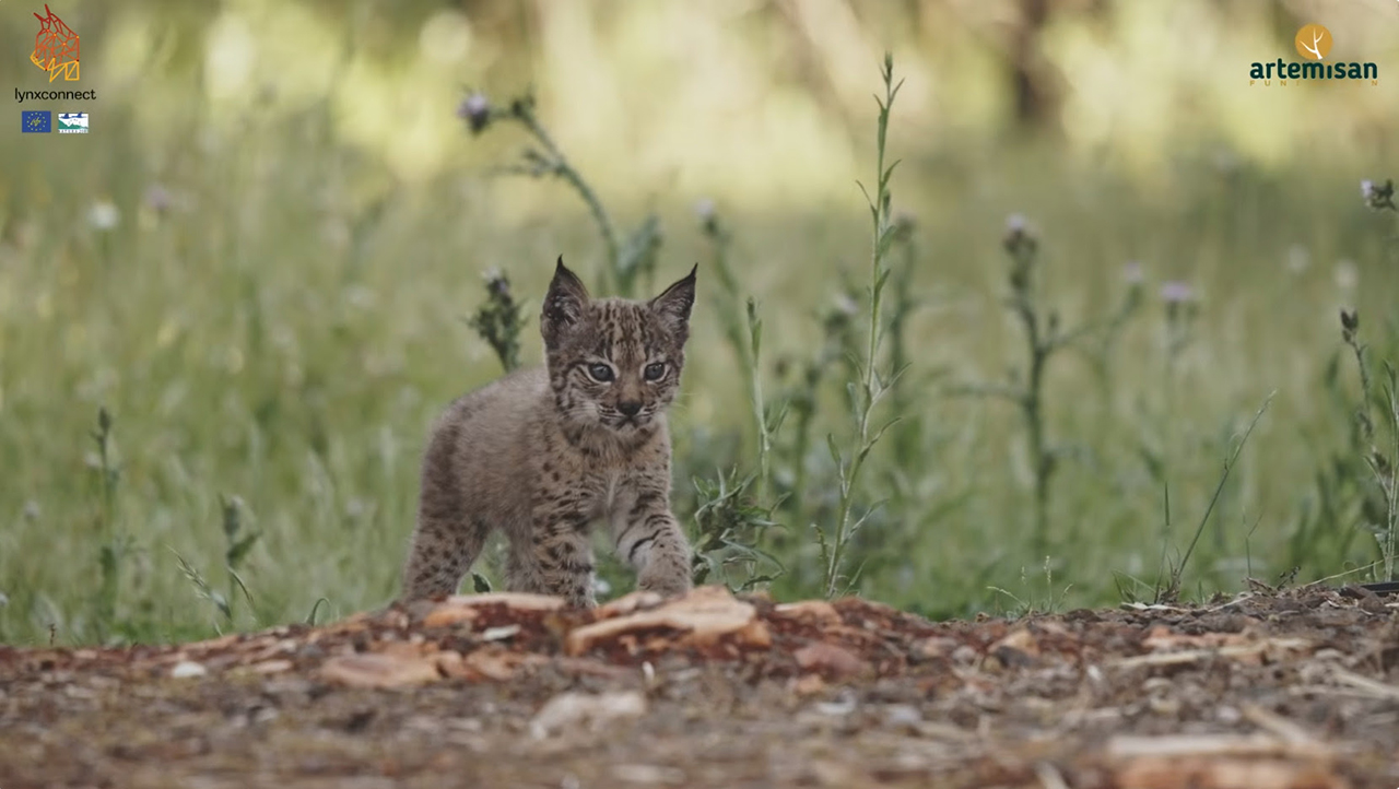 El regreso del lince ibérico: cómo los cazadores cambiaron la historia