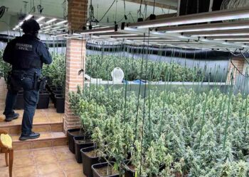 Golpe al cultivo ilegal en Uceda: desmantelada en Caraquiz una plantación con 1.194 plantas de marihuana y dos detenidos