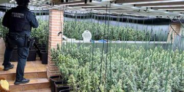 Golpe al cultivo ilegal en Uceda: desmantelada en Caraquiz una plantación con 1.194 plantas de marihuana y dos detenidos