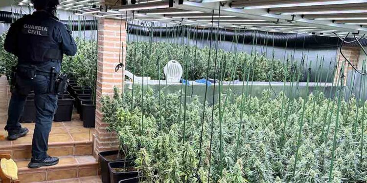 Golpe al cultivo ilegal en Uceda: desmantelada en Caraquiz una plantación con 1.194 plantas de marihuana y dos detenidos 1 Golpe al cultivo ilegal en Uceda desmantelada en Caraquiz una plantacion con 1.194 plantas de marihuana y dos detenidos 1