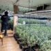 Golpe al cultivo ilegal en Uceda: desmantelada en Caraquiz una plantación con 1.194 plantas de marihuana y dos detenidos 3 Golpe al cultivo ilegal en Uceda: desmantelada en Caraquiz una plantación con 1.194 plantas de marihuana y dos detenidos