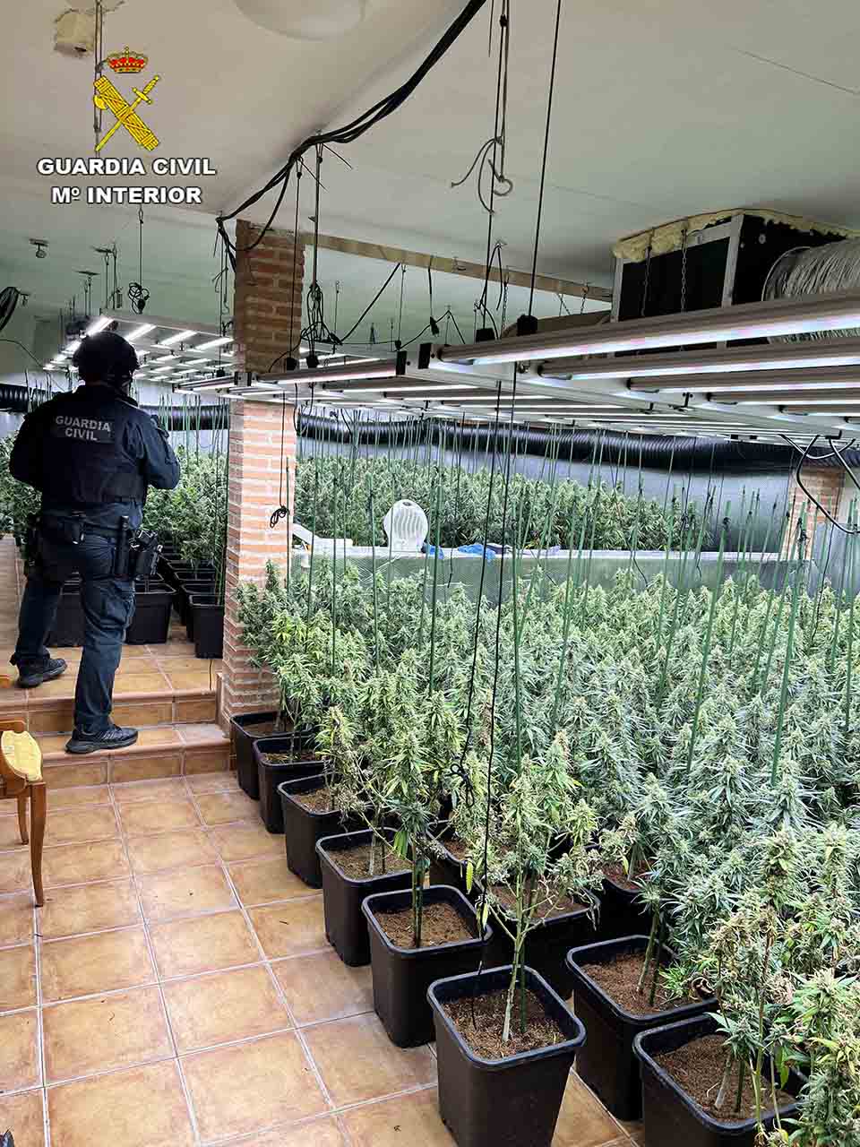 Golpe al cultivo ilegal en Uceda: desmantelada en Caraquiz una plantación con 1.194 plantas de marihuana y dos detenidos